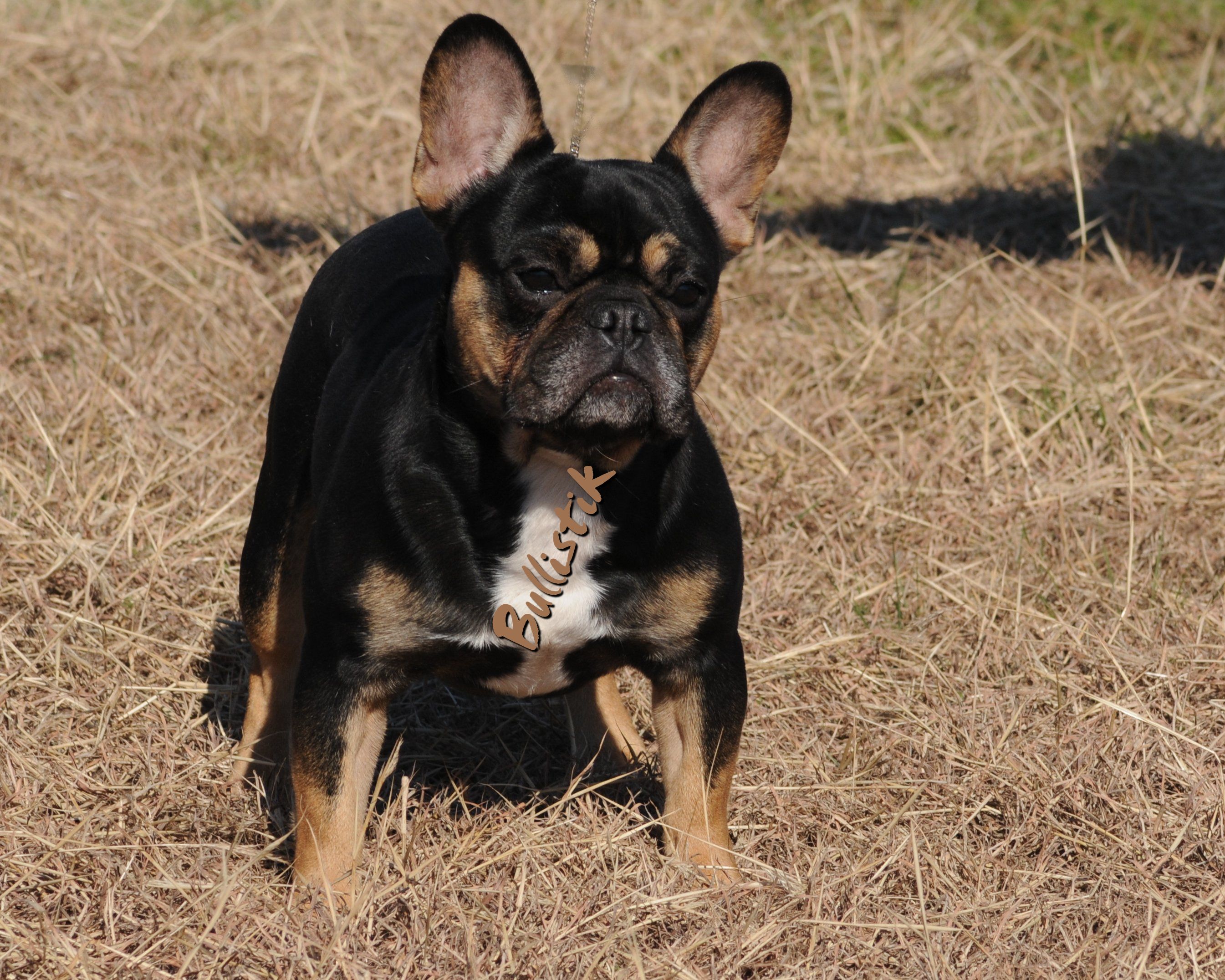 Bullistik french fashion bulldogs